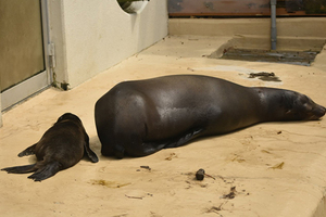 水族館海獅「尾巴被切斷」沒人救？他近看才發現是溫馨畫面