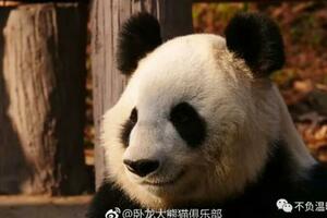 微笑唇大熊貓英英，是萌蘭的姥姥