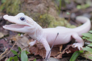 全球只有7隻！小鱷魚誕生「皮膚全白眼睛藍」　園方公開超罕見身分：不是白化症