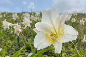 春夏交替！北海岸「野百合」花海盛開 北觀處：等你來
