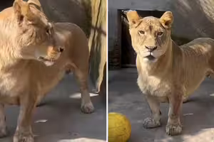 「柯基獅」天生短腿！被獅群排擠　遇到人類反應差超多