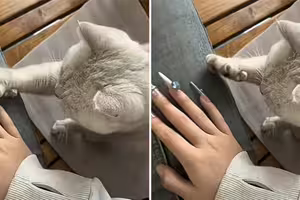 影／主人做美甲「貓貓努力教收爪子」　示範好多次爆氣：笨死了學不會