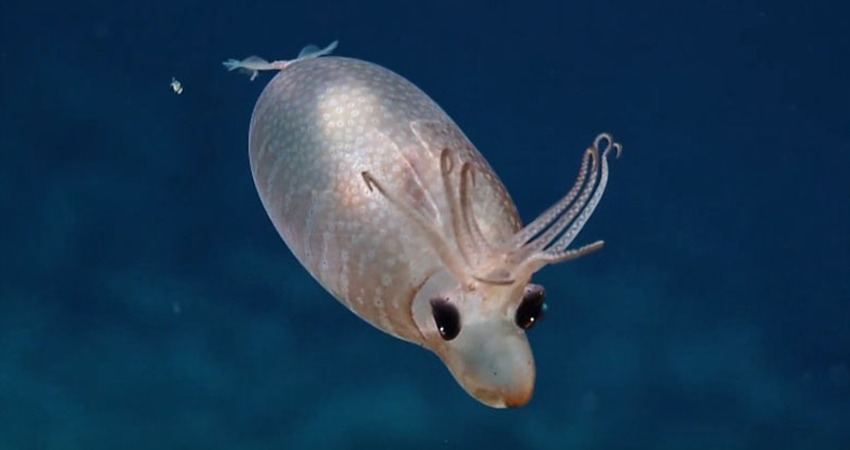 超罕見生物「小豬魷魚」曝光！半透明萌樣引暴動　專家：牠神經很大條