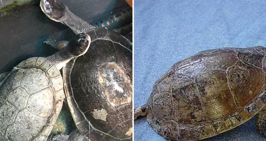野外撿到「烏龜」帶回家餵…看牠「伸長脖子」嚇到往後退！罕見身分曝光