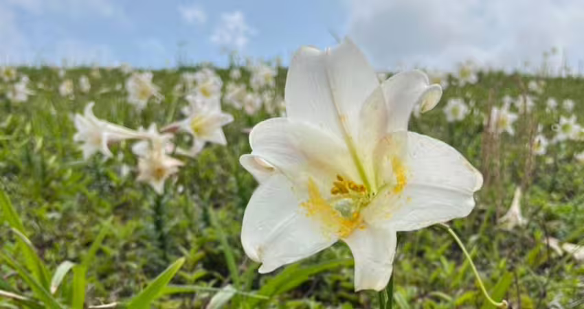 春夏交替！北海岸「野百合」花海盛開 北觀處：等你來