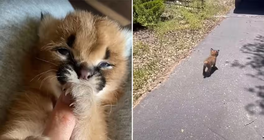 路上帶回小動物「吃超多」！主人驚覺不是家貓…能長到100公分