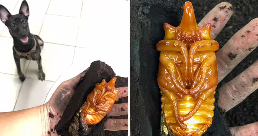 狗狗挖出「黃金」興奮邀功　主人一看嚇壞：2年心血差點掰