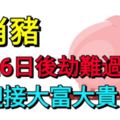 生肖豬本月會有一劫，6月26日後劫難過迎接大富大貴！