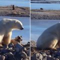 極地導遊看到一隻北極熊在雪橇犬身旁便趕緊錄影，但接下來北極熊「超像人類的舉動」讓他忍不住瞪大眼睛！