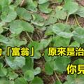 野草中的「富翁」，原來是治病的中藥！你見過嗎