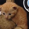 出生10天的小奶貓被丟進垃圾桶裡大哭，員警霸氣救援：我來養