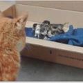 橘貓開心迎接寶寶出生，竟看到6個娃一個都不像牠，第一次當爹的橘貓眼神絕望！