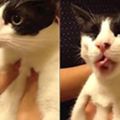 貓咪第一次吃化毛膏，各種欲迎還拒的表情讓人忍俊不禁