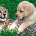 園方怕「害羞的獵豹寶寶」長大交不到女友，於是找了拉拉去教牠...網友看了心全融化！