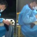小熊貓睡癱在大腿不肯走，奶爸只好拿牠當「墊板」寫日誌...模樣真的是萌翻眾人啦！(影片)