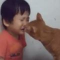 貓咪看著小主人被罵，偷偷親了一下眼裡滿是心疼，網友：好有愛！
