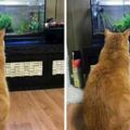新魚缸到家後，貓咪保持這樣的姿勢一動不動，網友：牠在等魚長大
