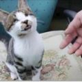 韓國大叔照顧被母貓棄養的「全盲貓咪」，小貓每天都要聽聲音黏叔叔，故事感動許多人!