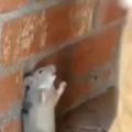小貓咪把小老鼠圍到牆角，貓咪突然親吻上小老鼠，老鼠表情亮了！