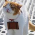 旅遊網站請貓咪做代言，吃喝玩樂全包爽翻天！看了有沒有衝動立即去日本玩玩？
