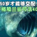 地球「最老脊椎動物」512歲格陵蘭鯊被科學家發現，比莎士比亞還要早出生！