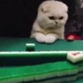 貓貓不止會打麻將，竟然還會偷瞄人家的牌，真的讓主人哭笑不得！