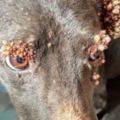 這隻可憐狗狗的眼睛和耳朵「全都被詭異痘痘佔滿」，再放大一看大家的心都彷彿被撕裂了…