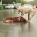 車來車往的馬路上，狗狗因為救不了受傷的同伴，在雨中絕望痛哭