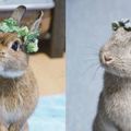 這名網友替家中的4隻小兔子戴上特製的花環後，它們的萌態連仙女們都有點嫉妒了！