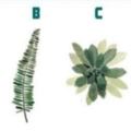 心理測試：四種植物，哪個最綠？測你這一生你能得到多少愛