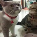 貓咪把碗裡的糧吃完後，另一隻貓委屈的看著它：良心不會痛嗎？&為什麼貓咪喜歡抱著主人的手輕咬？