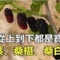 桑樹從上到下都是寶（桑葉、桑椹、桑白皮），你一定要知道！