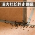 一用蟑螂全部出走　7個「讓害蟲自動遠離你家」的天然驅蟲法