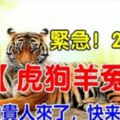 緊急！2019年，屬【虎狗羊兔牛】的人，你的貴人來了