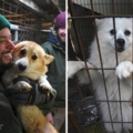 被關小鐵籠沒飲水…　南韓狗肉農場「200狗狗獲救」眼露希望：我們自由了嗎？