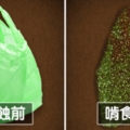 科學家發現地球救星「吃塑膠蟲」　百隻齊聚12小時嗑光一個塑膠袋