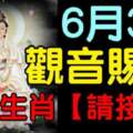 今日6月3號觀音賜福，八大生肖（接財啦）