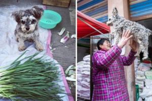 這隻雪納瑞「媽媽不讓跟著去賣菜就會哭」，7年來牠的日常把大家都暖哭到亂七八糟啊！