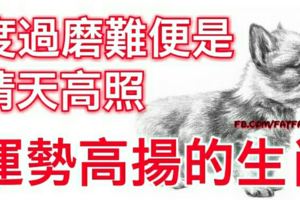 度過磨難便是晴天高照，運勢高揚的生肖！