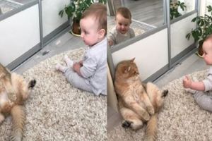 大貓貓遇上小baby，態度超可愛，表情很無耐