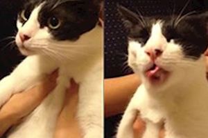 貓咪第一次吃化毛膏，各種欲迎還拒的表情讓人忍俊不禁