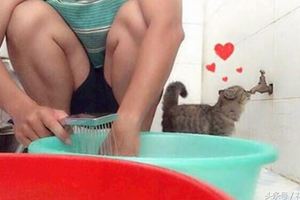 主人騙貓咪洗澡，貓咪察覺之後......一個舉動就把網友全萌翻了！