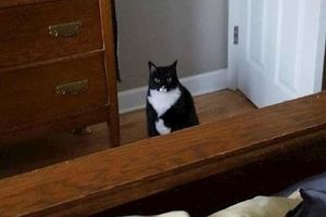 網友回父母家住幾天，家裡的貓咪卻緊緊盯著，到底是甚麼情況了？