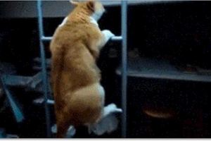 胖橘貓每天爬樓梯叫睡上鋪的主人起床，隔著螢幕看都覺得吃力！這一定是真愛啊！