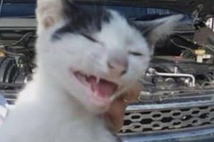 網友在機蓋中找到了一隻貓咪，貓咪見被發現，立馬開始壞笑