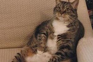 胖貓們到底是怎樣減肥的呢？鏟屎官各種減肥方法讓你大開眼界！