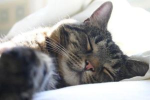 從貓咪的睡姿～了解它對你的信任有多少？!