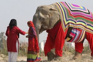 這些人替大象穿上衣服「不是為了美觀」，衣服背後的用心讓大家不贊不行啊！