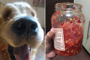 黃金獵犬把「半罐辣椒醬」吞下去肚子，結果主人下班回家一看到它就笑到缺氧了！