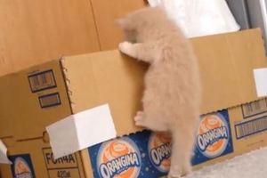 小奶貓征服大紙箱！爬進去那一刻掛在邊緣的腳丫子真的可愛到犯規啊！